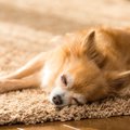 犬は暇な時、何をし…