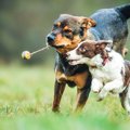 犬が寝たきりになる…