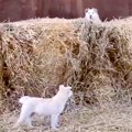 北海道の牧場で暮ら…