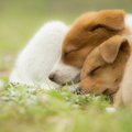 犬は寝床が大切！睡…