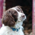 犬が飼い主のことを…