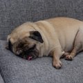 犬が飼い主に『無防…