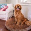 犬にお留守番させる…