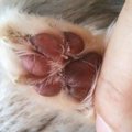 ワセリンで愛犬の肉…