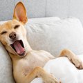 犬が留守番中に考え…