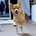 『玄関を開けたら犬…