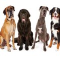 犬のサイズと体型が…