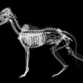 犬の解剖図もVRで学…