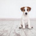 犬の気持ちは「座り…