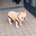 犬が『散歩に行きた…