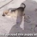 ダニ駆除剤を散布さ…