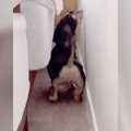 隙間に入った犬を呼…