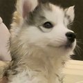 お迎えしたてのハス…