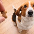 犬にも『イヤイヤ期…