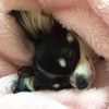 可愛いワンちゃん達…