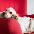 愛犬の「いつもと違…