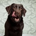 犬の『ご飯の時間』…