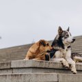 社会の中での犬の役…