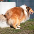 犬がトイレ中にみせ…