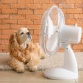 犬が『暑い』と思っ…