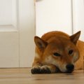 犬が体調を崩しやす…