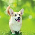 犬に最適な温度と湿…