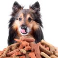 犬のご飯における『…