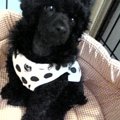 家族も愛犬もみんな…