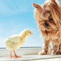 犬と小動物は一緒に…