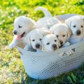 子犬と成犬の体の違…