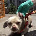 大量のダニに侵され…