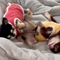 犬がなかなか起きな…