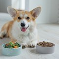 犬の腸活について｜…