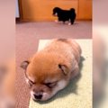 2匹の赤ちゃん犬を観…