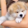 サプライズで『おば…