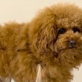 雨対策のため、犬に…