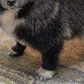 犬に『お留守番よろ…