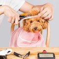 犬を自宅でトリミン…