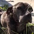 全ての犬と人へ。あ…