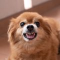 犬が『ブチギレてい…