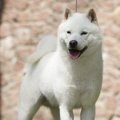日本犬は育てるのが…