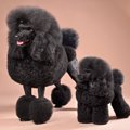 純血種の犬の近親交…