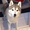 【目的を忘れる犬】…