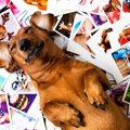 犬にも「エピソード…