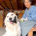 田舎に住む『大型犬…