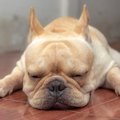 犬が外に出たがらな…