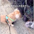 犬と海辺をお散歩し…