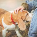 犬は匂いを辿る時、…