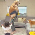 大型犬を抱っこした…