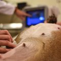 犬の偽妊娠とは？そ…